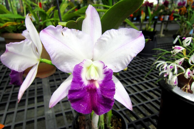 Purple and White Orchid — Calm, Afternoon