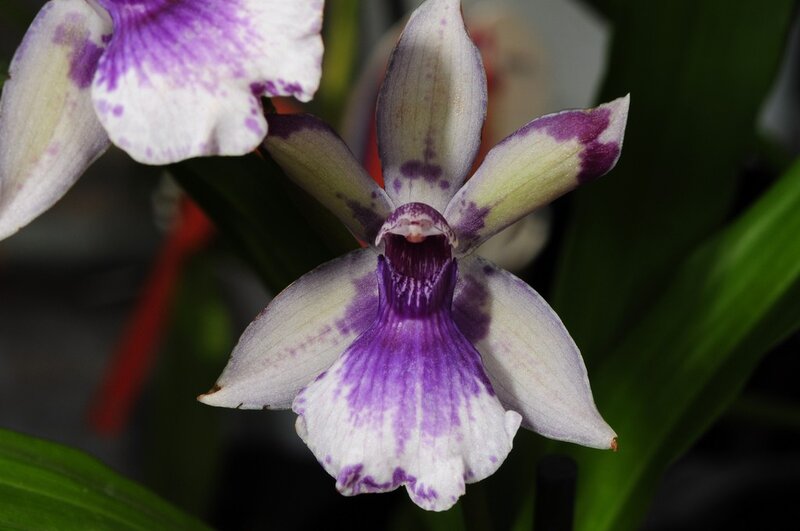Purple and White Orchid — Calm, Photograph, Flower, Leaves