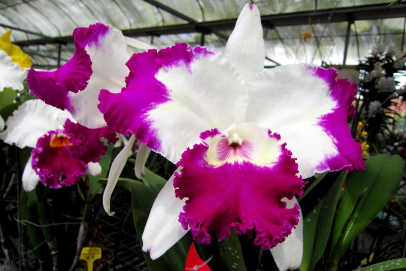 Purple and White Orchid — Calm, Photograph, Green Leaves