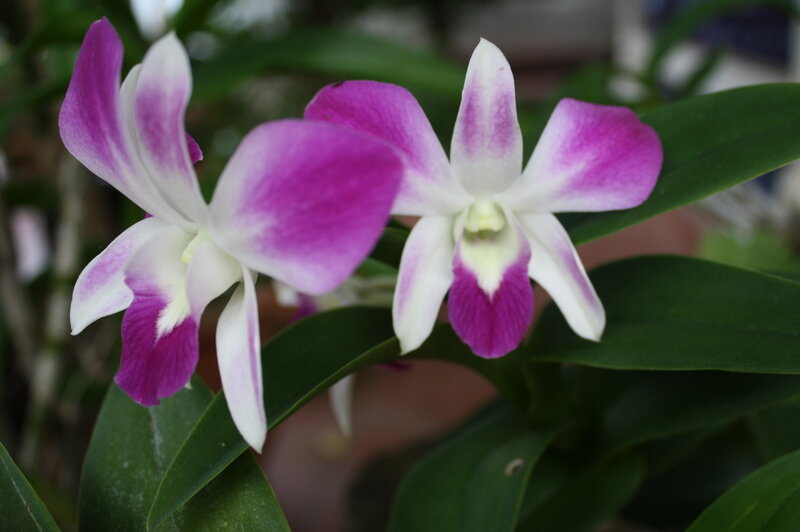 Purple and White Orchid — Calm, Photograph