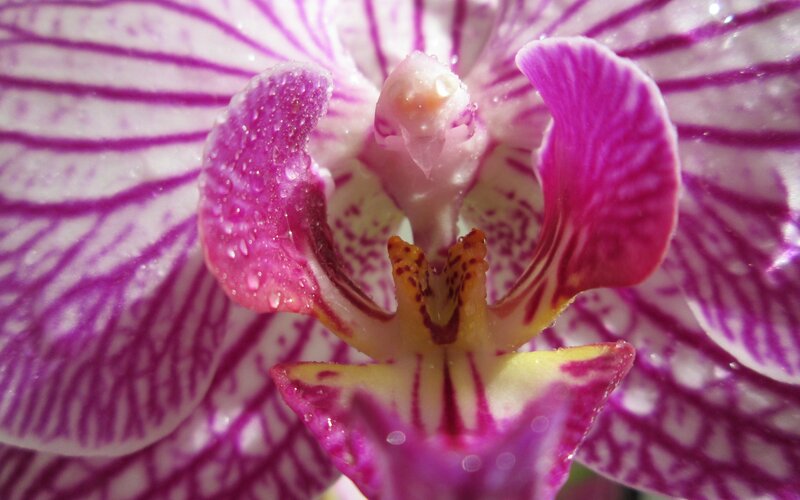 Purple and White Orchid — Calm, Photograph, Water Droplets