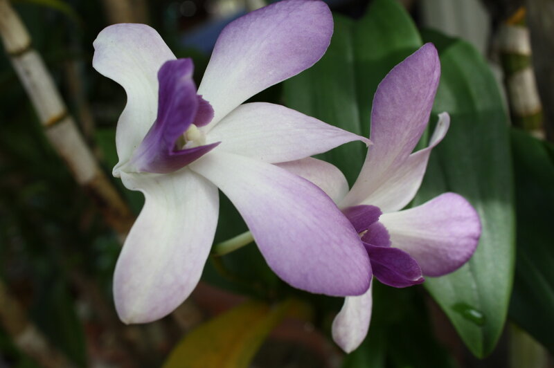 Purple and White Orchid — Calm