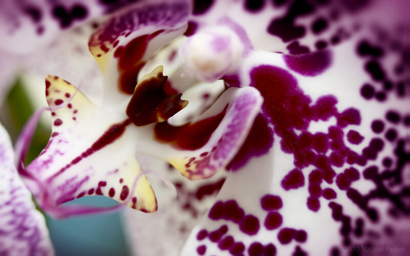 purple and white orchid close-up