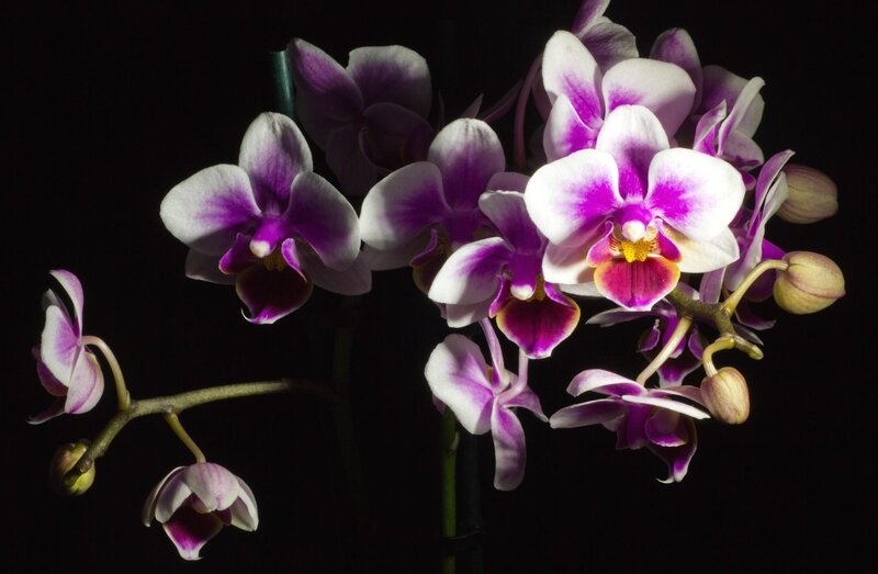 Purple and White Orchid — Dramatic, Photograph, Flower, Buds