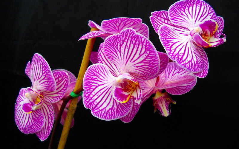 Purple and White Orchid — Dramatic, Photograph, Flower, Stem