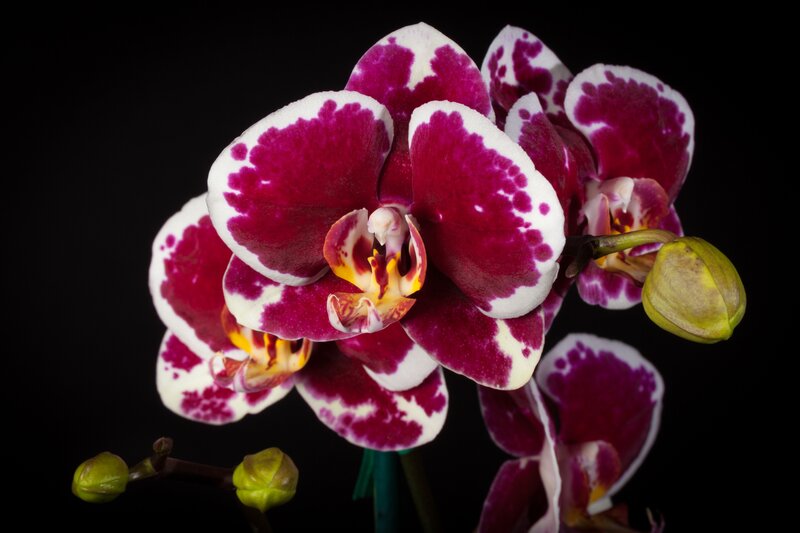 Purple and White Orchid — Dramatic, Photograph, Flower