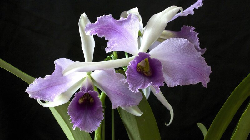 Purple and White Orchid — Dramatic, Photograph, Flowers