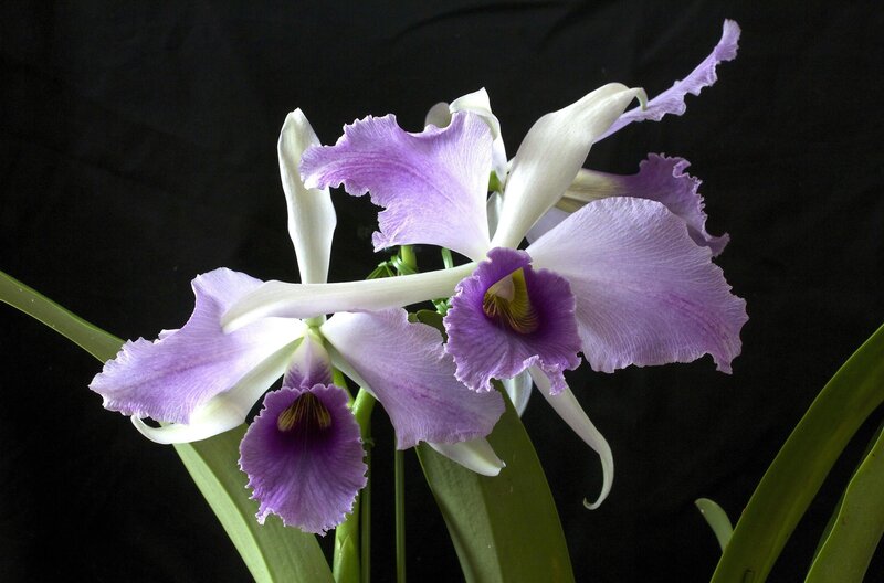 Purple and White Orchid — Dramatic, Photograph, Green Leaves, Black Background