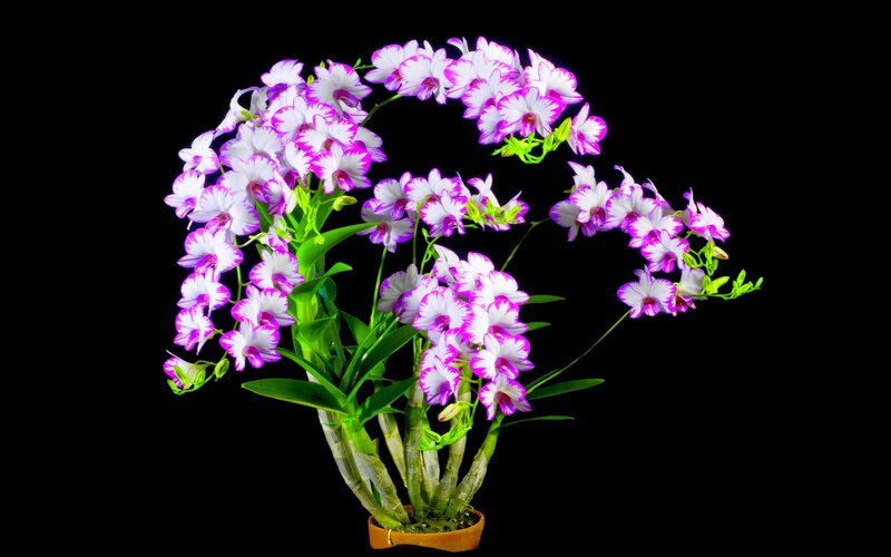 Purple and White Orchid — Dramatic, Photograph, Green Leaves