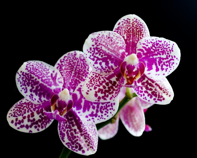 Purple and White Orchid — Dramatic, Photograph