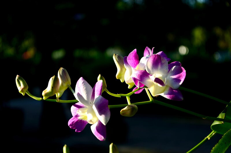 Purple and White Orchid — Dramatic, Sunset