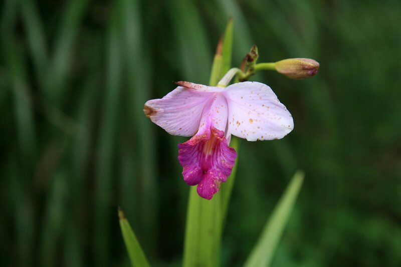 purple and white orchid flower