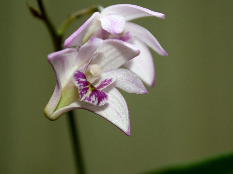 purple and white orchid flower