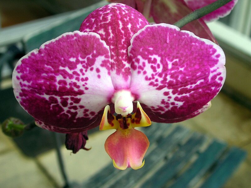 purple and white orchid flower