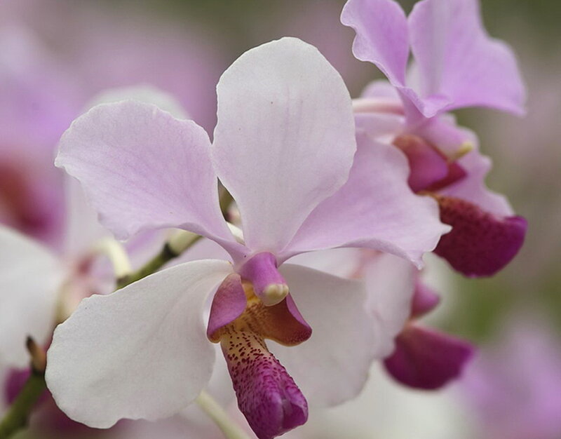 purple and white orchid flower