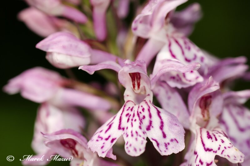 purple and white orchid flowers