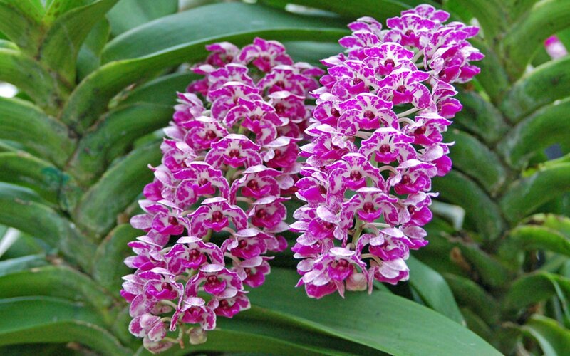 purple and white orchid flowers