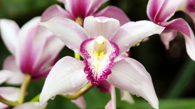 purple and white orchid flowers