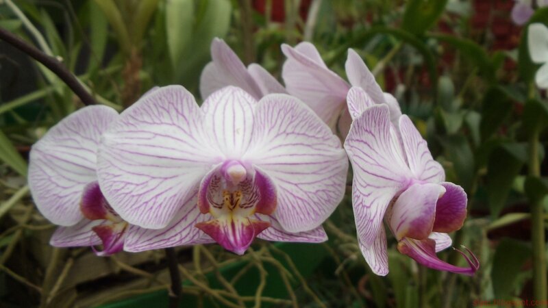 purple and white orchid flowers