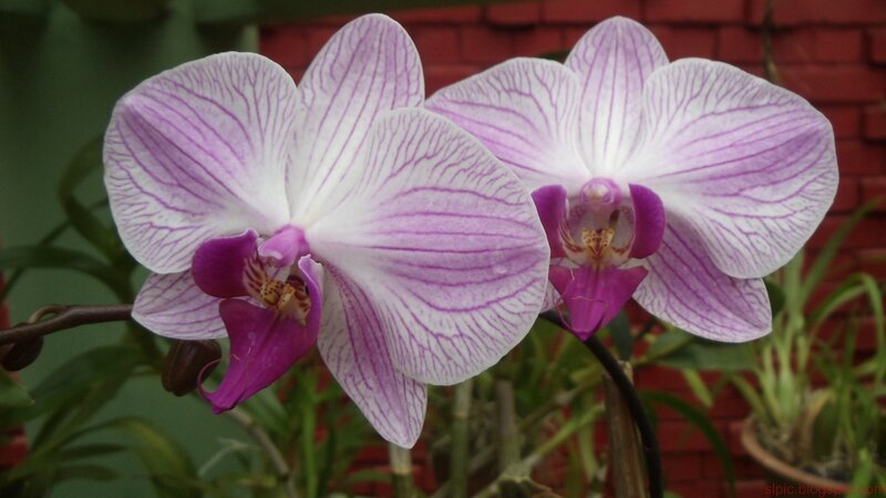 purple and white orchid flowers