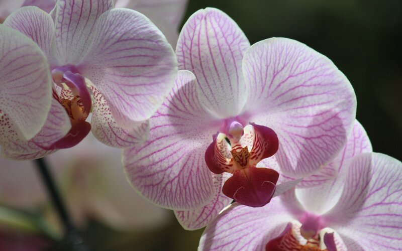 purple and white orchid flowers