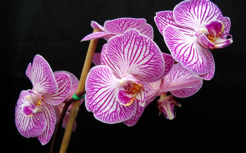 purple and white orchid flowers