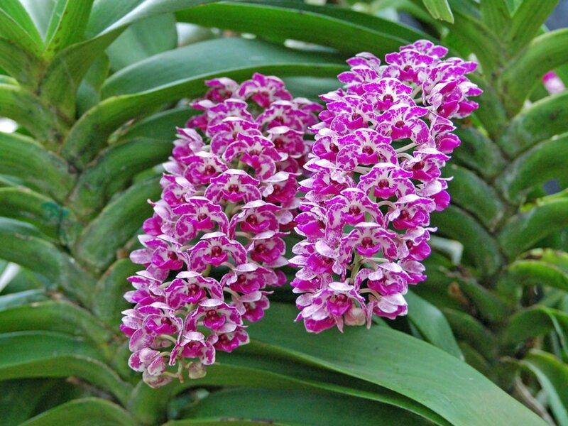 purple and white orchid flowers