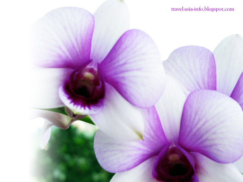 purple and white orchid flowers