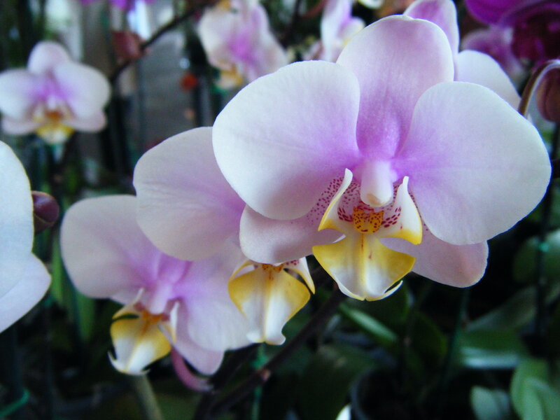 purple and white orchid flowers