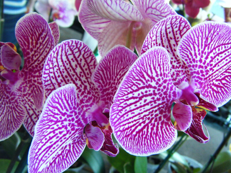 Purple and white orchid flowers