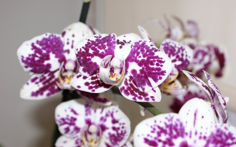 purple and white orchid flowers