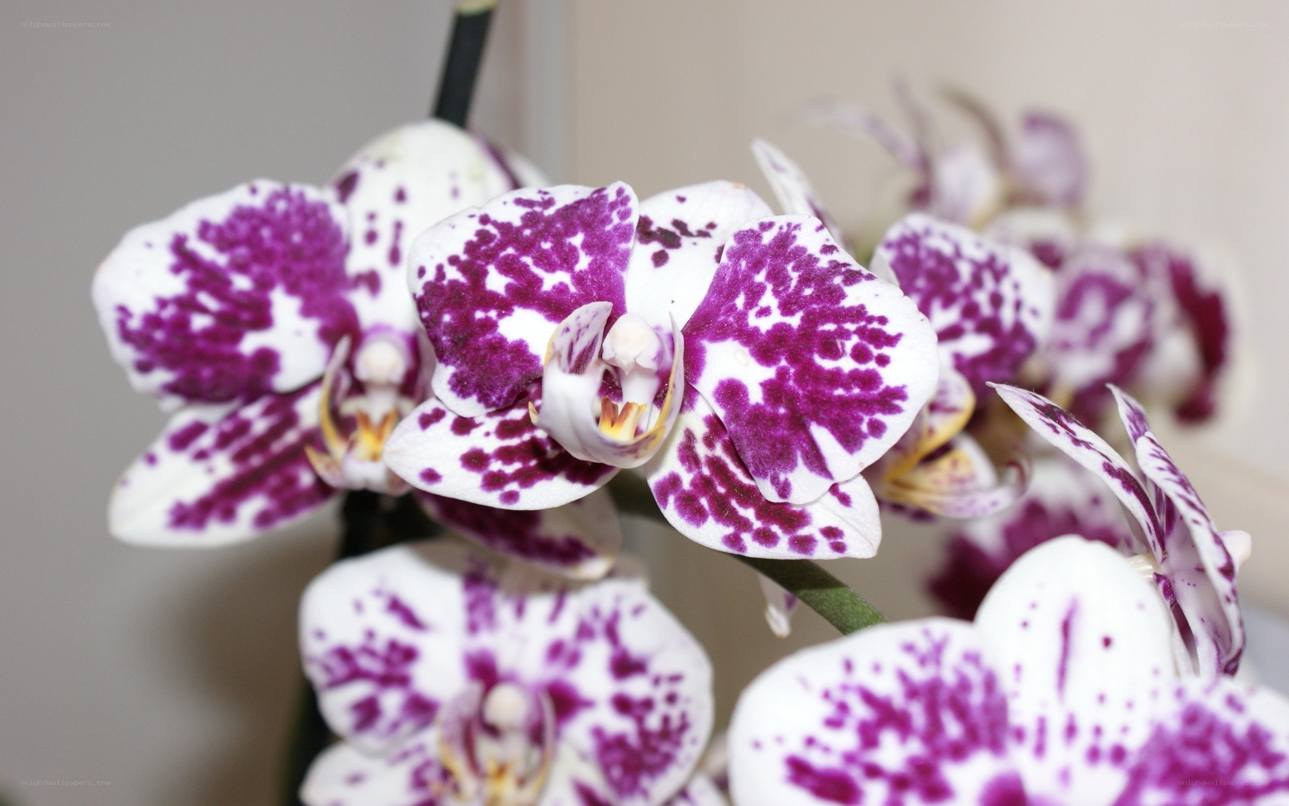 purple and white orchid flowers