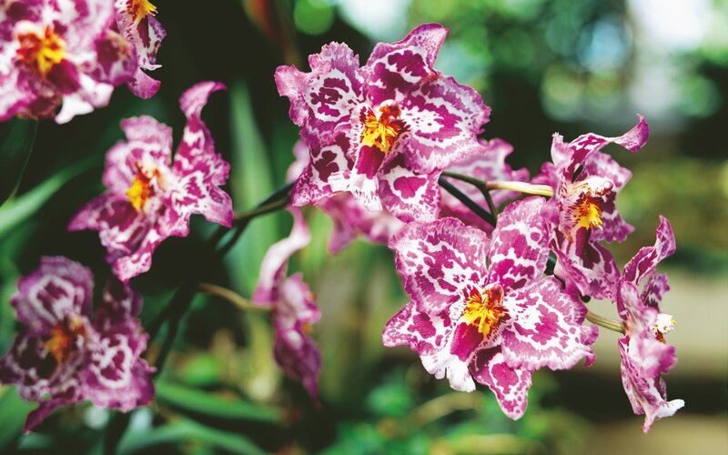 purple and white orchid flowers
