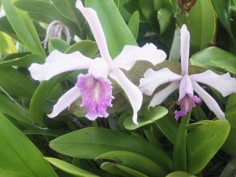 purple and white orchid flowers