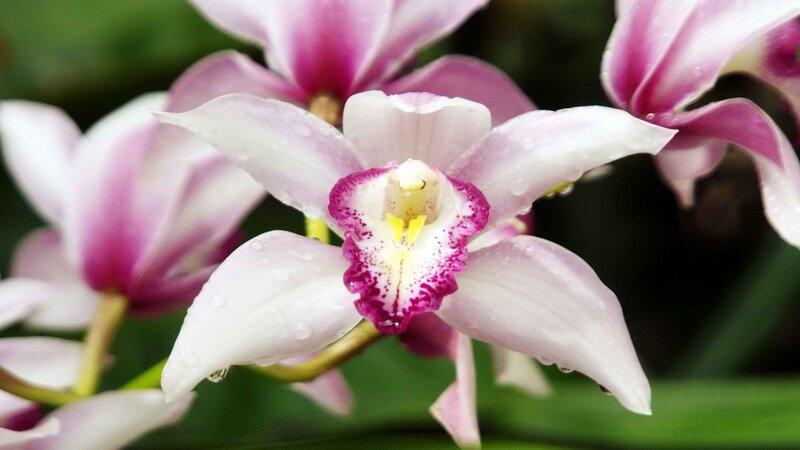 purple and white orchid flowers