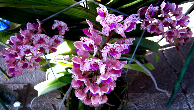 Purple and White Orchid Flowers — Pink