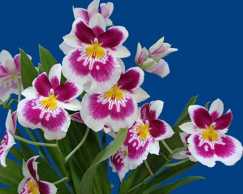 Purple and white orchid flowers