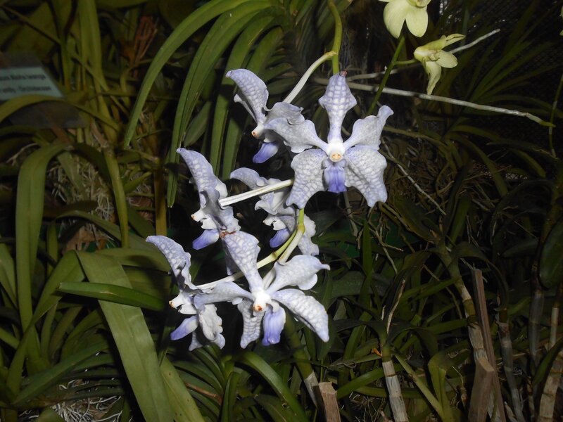 Purple and White Orchid — Natural, Night