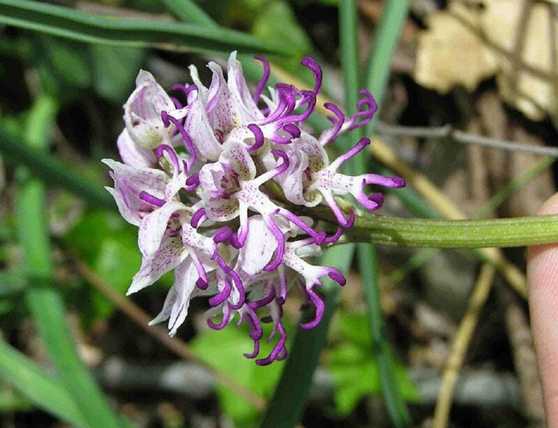 Purple and White Orchid — Natural, Spring