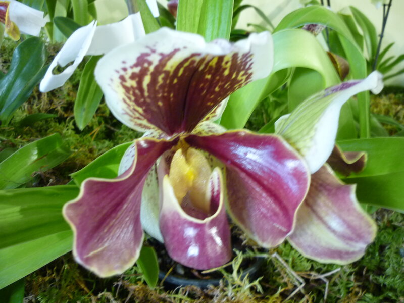 Purple and White Orchid — Natural