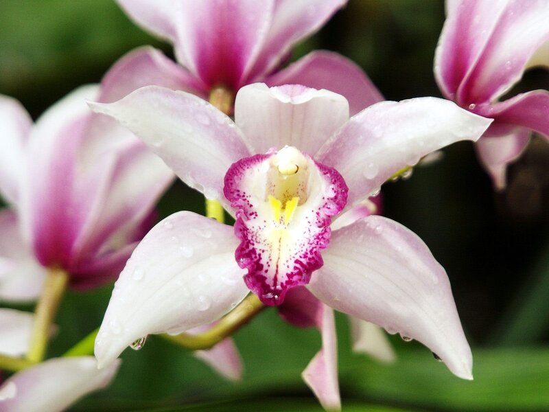 Purple and White Orchid — Pink, Serene