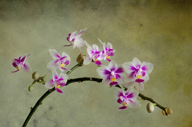 Purple and White Orchid — Serene, Photograph, Flower, Branch