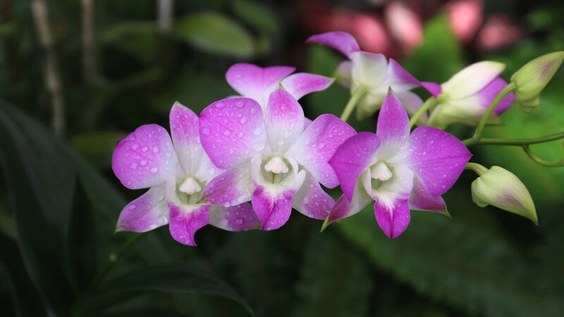 Purple and White Orchid — Serene, Photograph, Flower, Buds