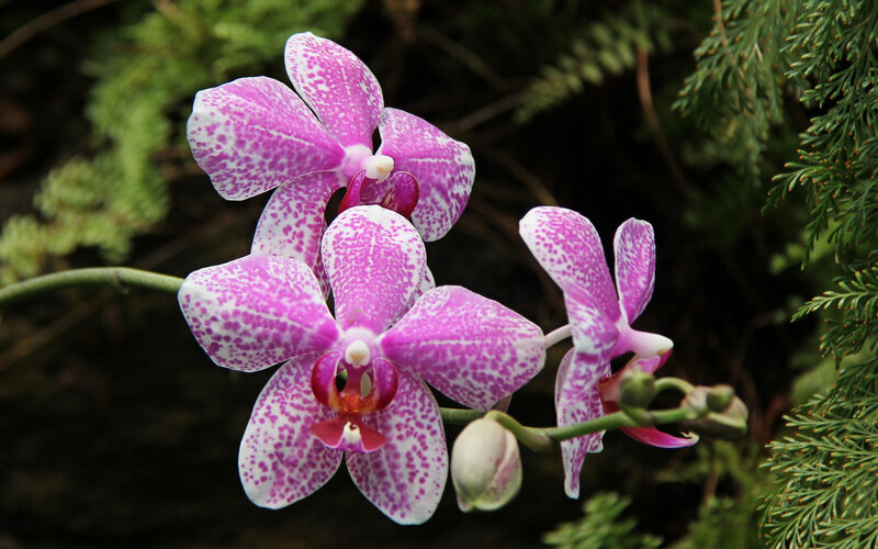 Purple and White Orchid — Serene, Photograph, Flowers