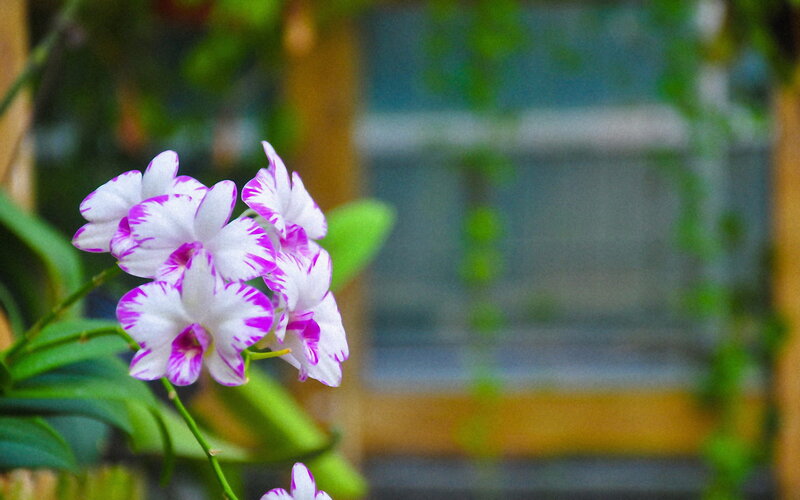 Purple and White Orchid — Serene, Photograph, Green Leaves