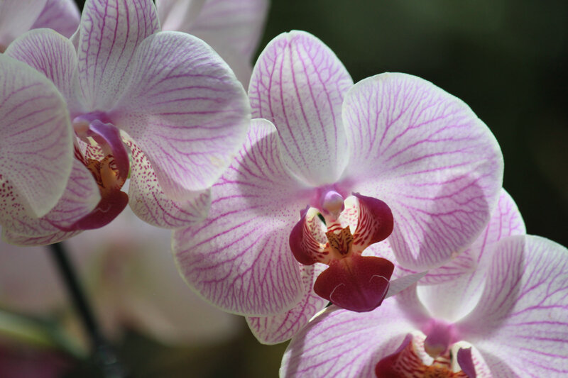 Purple and White Orchid — Serene, Photograph