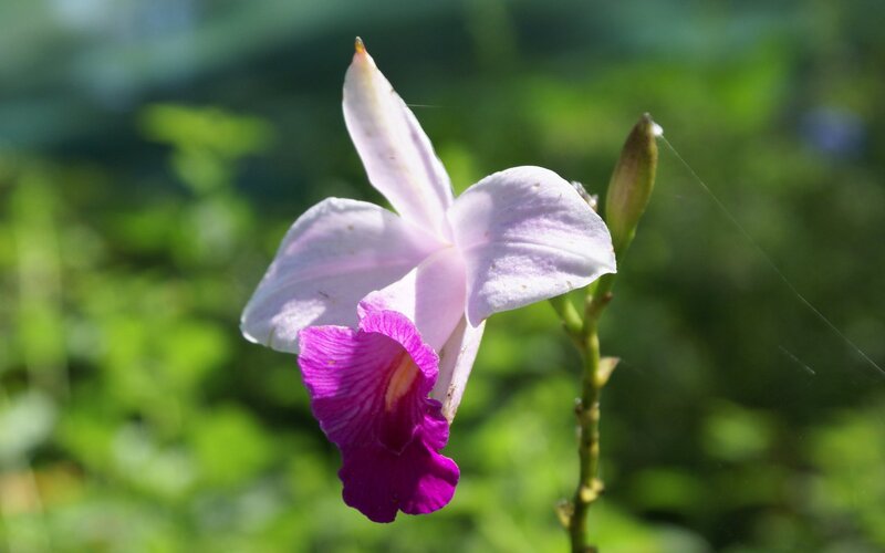 Purple and White Orchid — Serene
