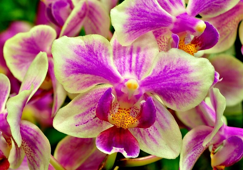 Purple and White Orchid — Vibrant