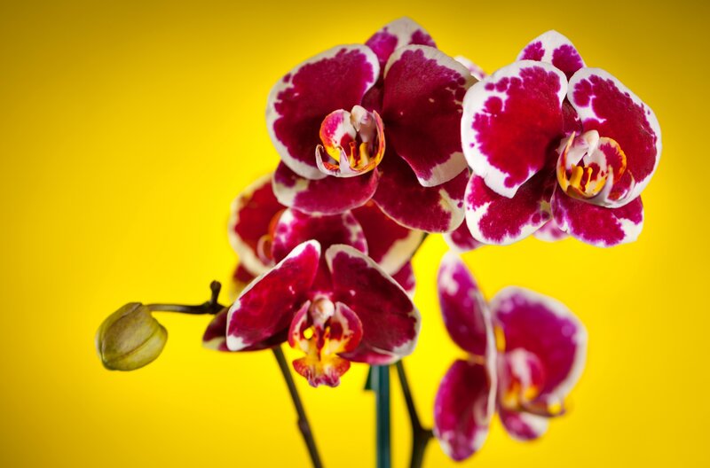 Purple and White Orchid — Yellow