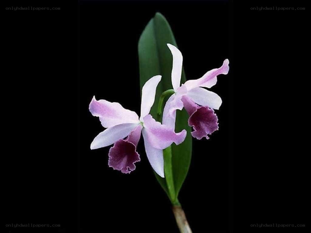 purple and white orchid